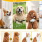 Best Seller💥Pet Professional Brush🐕