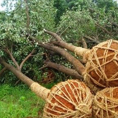 🔥Hot Sales🎉Strong Rooting Powder Microbial Fertilizer