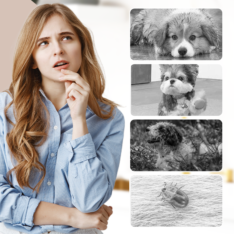 50% OFF 🔥 Outdoor Dust-Proof Dog Pants ✅